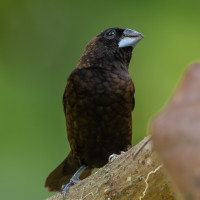 Dusky Munia